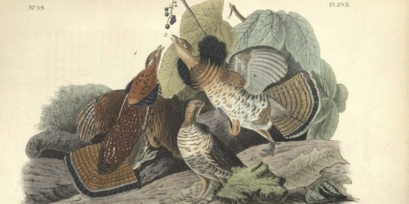 Audubon Ruffed Grouse illustration
