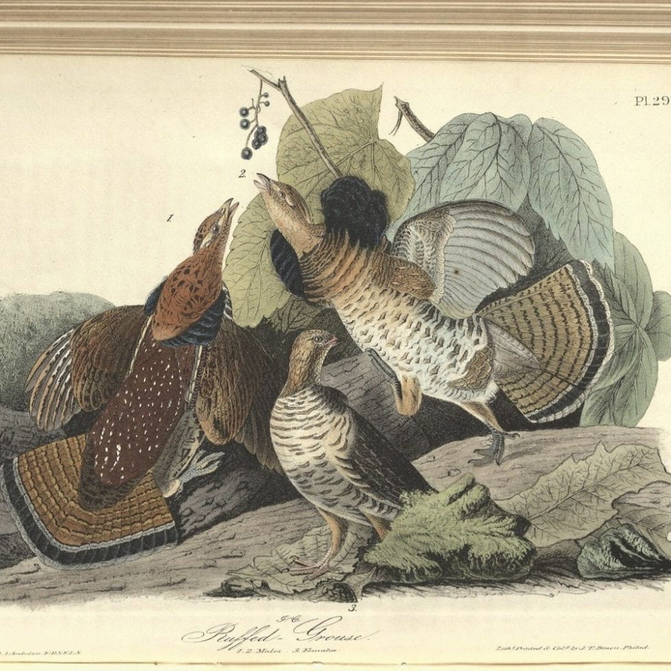 Audubon Ruffed Grouse illustration