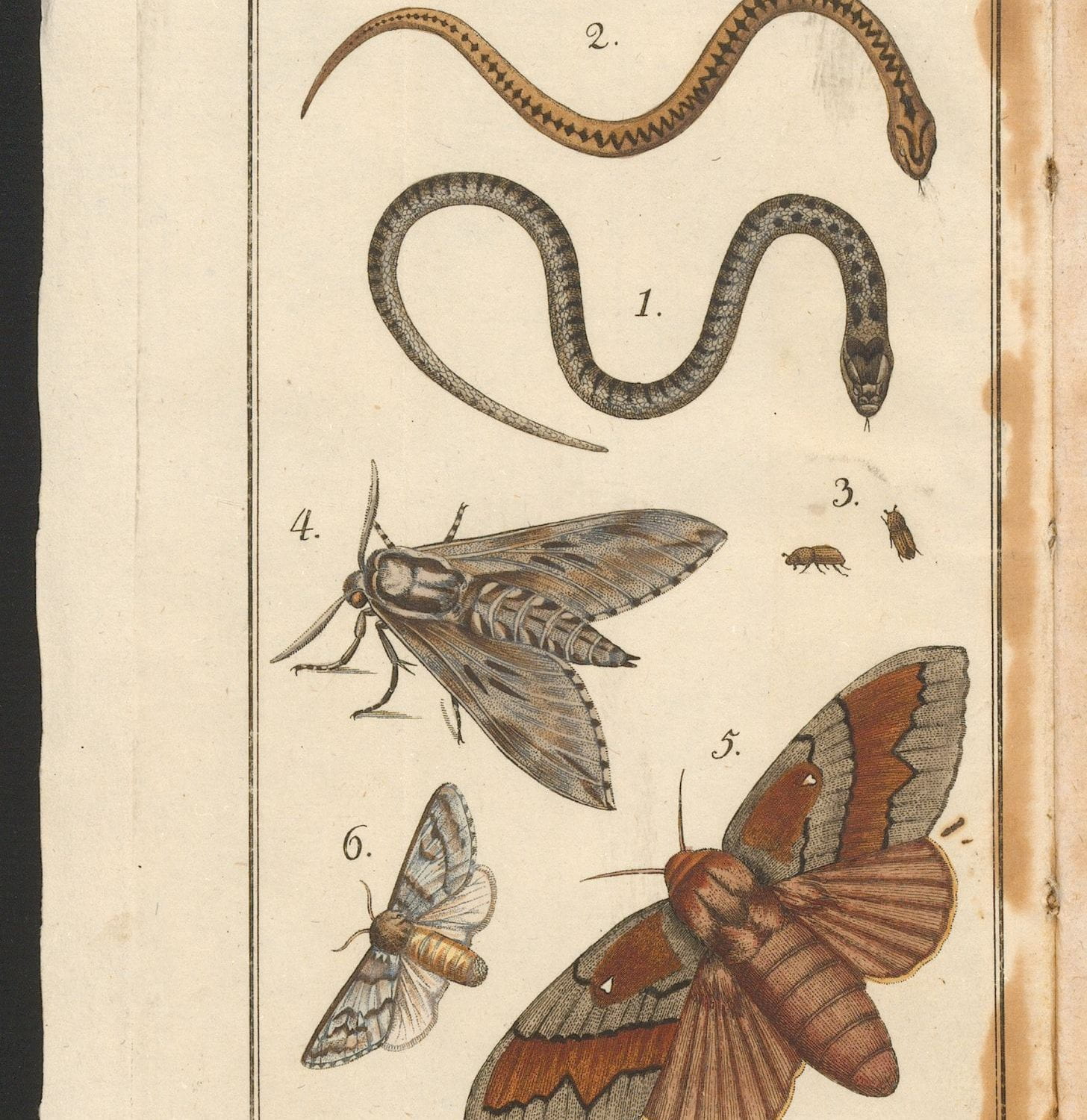 Illustrations of snakes and insects
