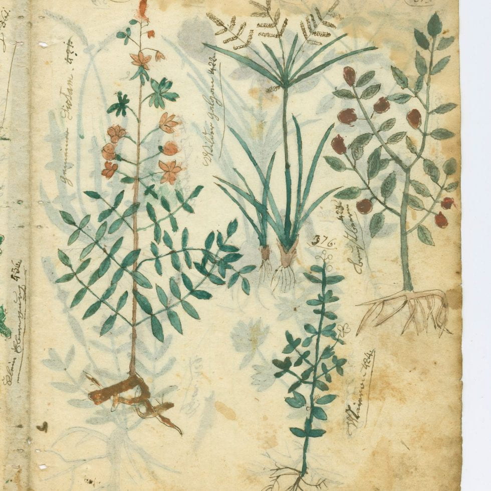Philipp Lindemann, Herbal manuscript, circa 1835-1867