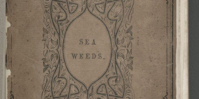 Seaweeds, Great Britain, circa 1850