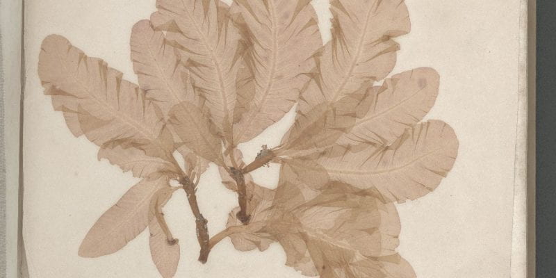 Page 2 of Seaweeds, Great Britain, circa 1850