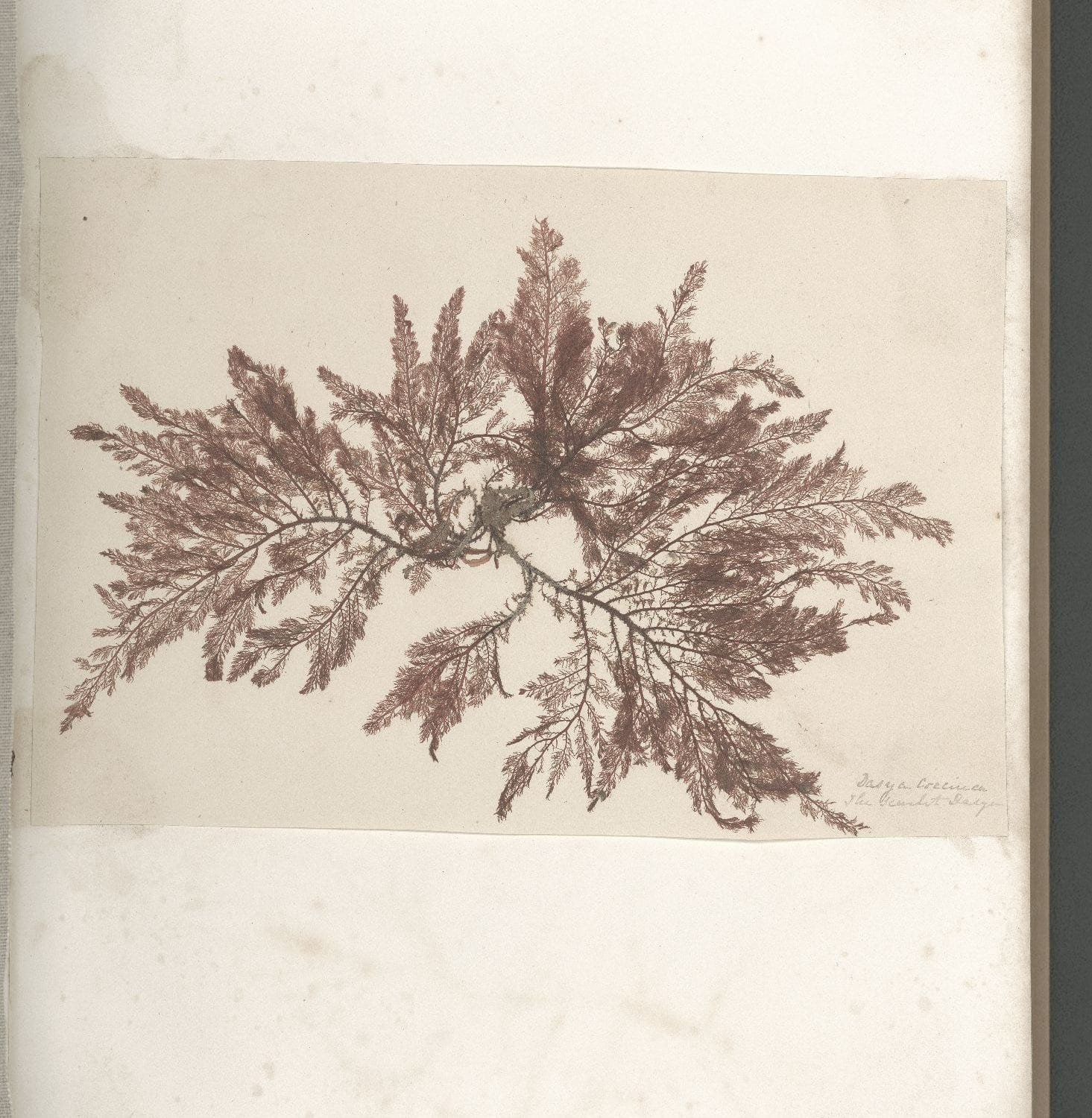 Page 5 of Seaweeds, Great Britain, circa 1850
