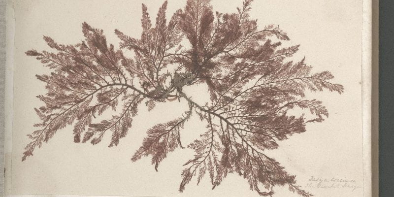 Page 5 of Seaweeds, Great Britain, circa 1850