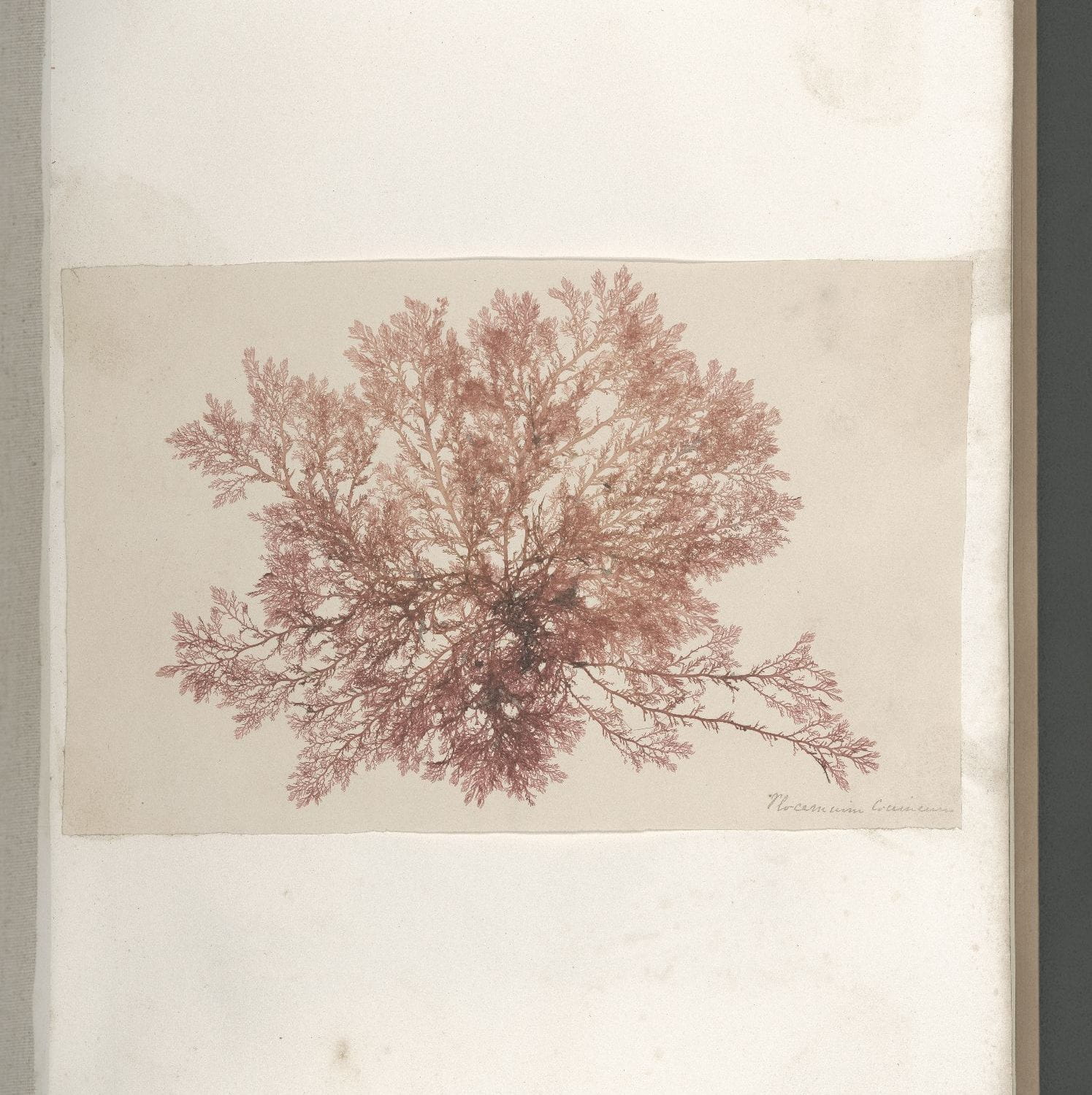 Page 14 of Seaweeds, Great Britain, circa 1850