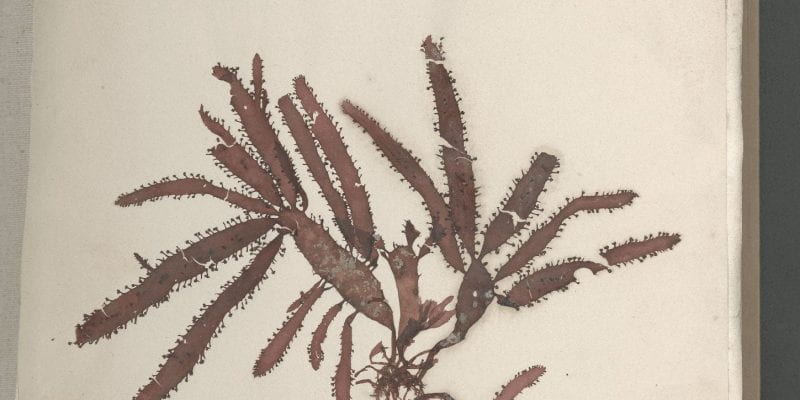 Page 21 of Seaweeds, Great Britain, circa 1850