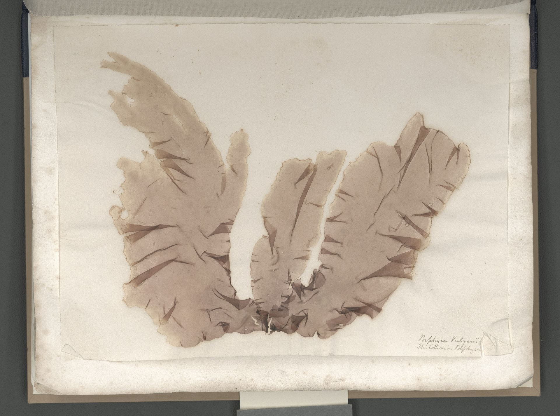 Page 23 of Seaweeds, Great Britain, circa 1850